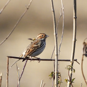 Little Bunting