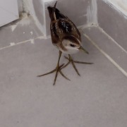 Little Crake