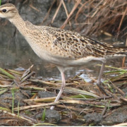 Little Curlew