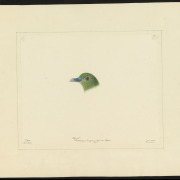 Little Green Pigeon