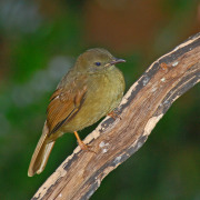 Little Greenbul