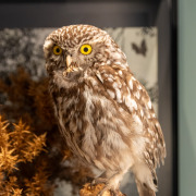 Little Owl