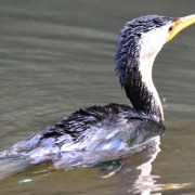 Little Pied Cormorant