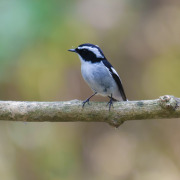 Little Pied Flycatcher