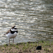Little Ringed Plover