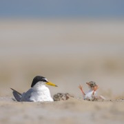 Little Tern