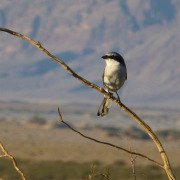Loggerhead Shrike