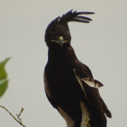 Long-crested Eagle