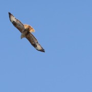 Long-legged Buzzard