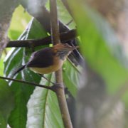 Long-tailed Antbird