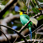 Long-tailed Broadbill