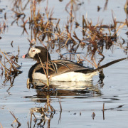 Long-tailed Duck
