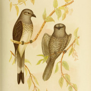 Long-tailed Minivet
