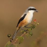 Long-tailed Shrike