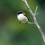 Long-tailed shrike
