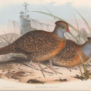 Long-tailed Wood Partridge