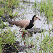 Long-toed lapwing