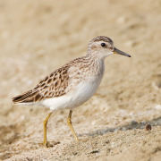 Long-toed Stint