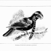 Long-wattled umbrellabird