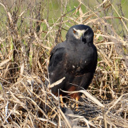 Long-winged Harrier
