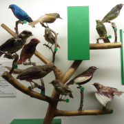 Lovely Cotinga