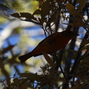 Lowland Hepatic Tanager