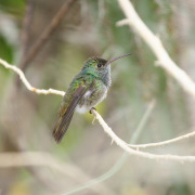 Lucifer Hummingbird