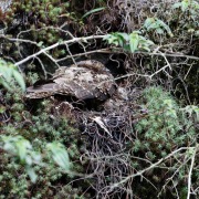 Lyre-tailed Nightjar