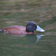 Maccoa Duck