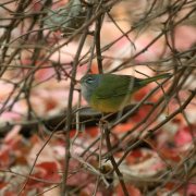 MacGillivray's Warbler