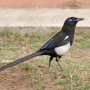 Maghreb Magpie