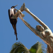 Magnificent Frigatebird