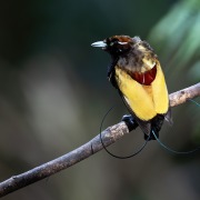 Magnificent Riflebird