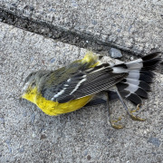 Magnolia Warbler