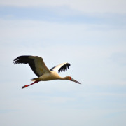 Maguari Stork