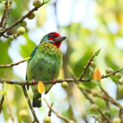 Malabar Barbet