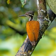 Malabar Flameback