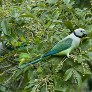 Malabar parakeet