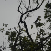 Malabar pied hornbill