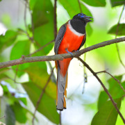 Malabar Trogon