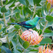 Malachite Sunbird
