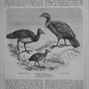 Maleo