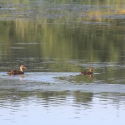 Mallard