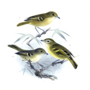 Mangrove Vireo