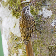 Manipur Streaked Wren-Babbler