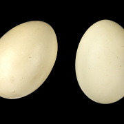Marbled Duck