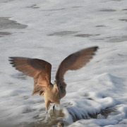 Marbled Godwit