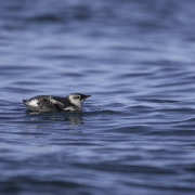 Marbled Murrelet
