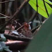 Marbled Wren-babbler