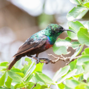 Marico Sunbird
